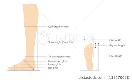 Shoe sizing measurement guide flat. Calf circumference, ankle ball girth for apparel industry design catalog footwear 135570028