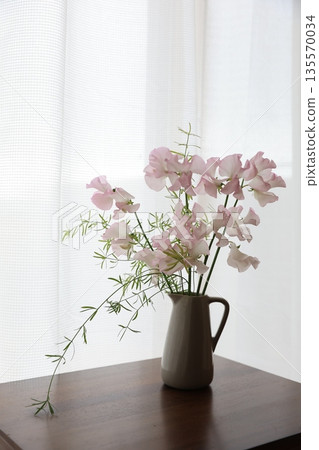 Pink sweet pea 135570034
