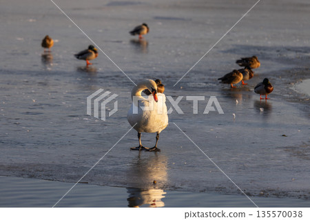 White swan with orange beak stands calmly on frozen lake amid scattered ducks bathed in warm winter light. Reflections and soft shadows enhance the serene seasonal atmosphere of wildlife in transition 135570038