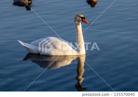 White swan with orange beak glides across calm water, its reflection mirrored below. Warm low sun enhances the serene ambiance, with distant ducks adding depth to the tranquil riverscape. 135570040
