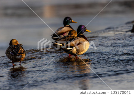 Four mallards stand in shallow water near the shore, bathed in warm low sun. Males display green heads and yellow bills, females show mottled brown plumage serene moment of natural behavior. Four mallards stand in shallow water near the shore, bathed in warm low sun. Males display green heads and yellow bills, females show mottled brown plumage serene moment of natural behavior. 135570041