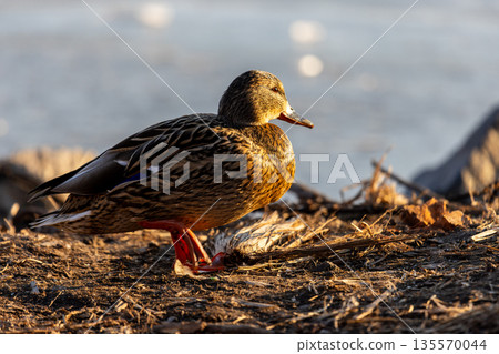Close-up of female mallard with mottled brown plumage, blue wing patch, and orange legs, warmly lit against blurred earthy background capturing quiet elegance in a natural riverside moment. Close-up of female mallard with mottled brown plumage, blue wing patch, and orange legs, warmly lit against blurred earthy background capturing quiet elegance in a natural riverside moment. 135570044