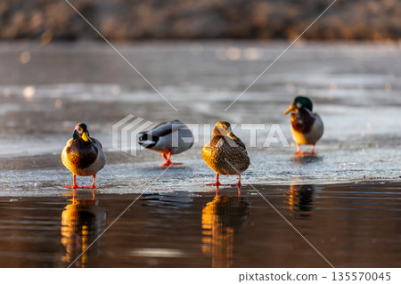Four mallards stand on frozen lake, their reflections mirrored in the ice. Warm low sun highlights green heads, brown plumage, and serene winter stillness in a quiet riverside moment. Four mallards stand on frozen lake, their reflections mirrored in the ice. Warm low sun highlights green heads, brown plumage, and serene winter stillness in a quiet riverside moment. 135570045