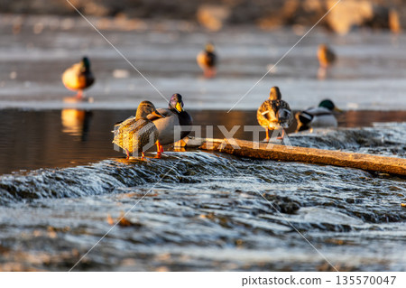 Mallards gather on a log in a flowing stream, golden light warming feathers and rippling water. Frozen patches in the background highlight seasonal contrast and semi aquatic adaptation. 135570047