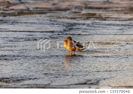 Single duck with speckled brown plumage, blue wing patch, and orange legs stands in shallow water, warmly lit and reflected capturing quiet elegance in a tranquil riverside moment. 135570048