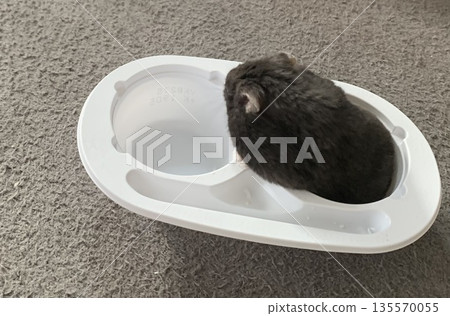Yukimi Daifuku, Yukimi Daifuku Hamster, Yukimi Hamster Yukimi Daifuku, Yukimi Daifuku Hamster, Yukimi Hamster 135570055