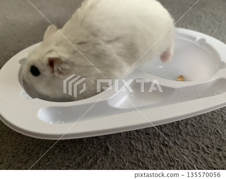 Yukimi Daifuku, Yukimi Daifuku Hamster, Yukimi Hamster 135570056