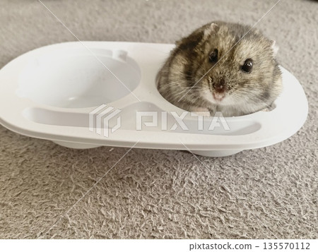 Yukimi Daifuku Hamster, Yukimi Hamster 135570112