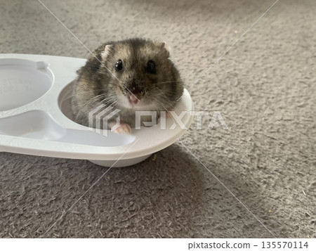 Yukimi Daifuku Hamster, Yukimi Hamster Yukimi Daifuku Hamster, Yukimi Hamster 135570114