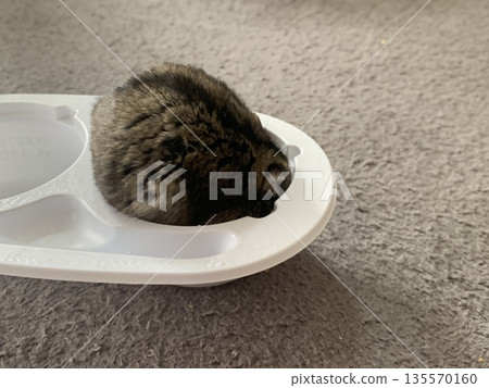 A hopeless hamster A hopeless hamster 135570160