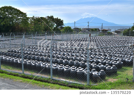 鹿兒島縣：黑醋田和櫻島 135570220