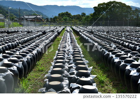 Kagoshima black vinegar pot field 135570222