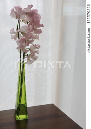 粉紅甜豌豆 粉紅甜豌豆 135570226