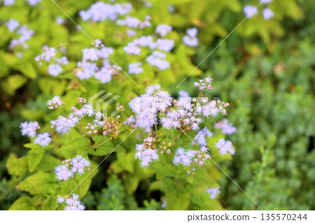 清新的紫莖澤蘭花 清新的紫莖澤蘭花 135570244