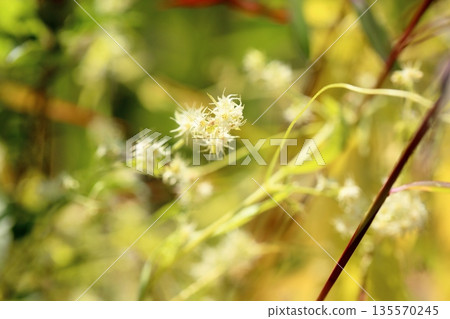 Small cockroach flower Small cockroach flower 135570245