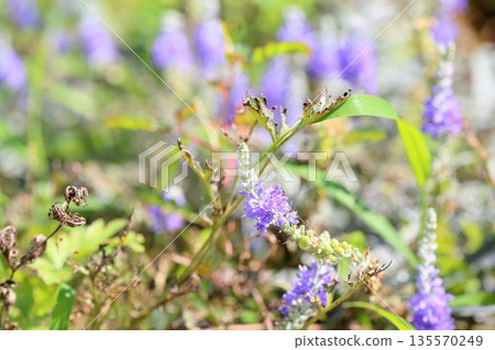 Refreshing toteiran flowers Refreshing toteiran flowers 135570249