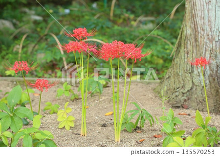 Higa bana花 Higa bana花 135570253