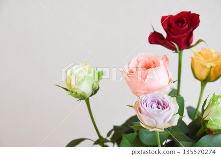 七彩玫瑰 七彩玫瑰 135570274