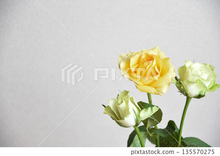 Yellow and green roses Yellow and green roses 135570275