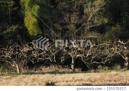 Persimmon tree and bamboo in winter Persimmon tree and bamboo in winter 135570317