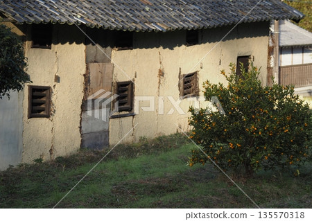 Kumquat tree and mud barn Kumquat tree and mud barn 135570318