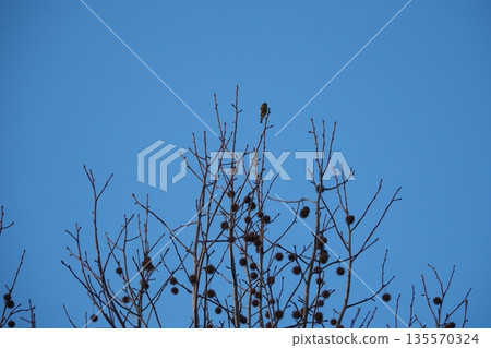 一隻野生鳥棲息在一棵大樹的樹枝上 一隻野生鳥棲息在一棵大樹的樹枝上 135570324
