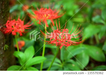 Autumn atmosphere: red spider lilies 135570362