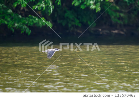 一隻翠鳥出現在水邊。 一隻翠鳥出現在水邊。 135570462