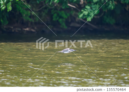 A kingfisher appears at the water's edge A kingfisher appears at the water's edge 135570464