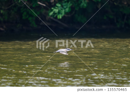 A kingfisher appears at the water's edge 135570465