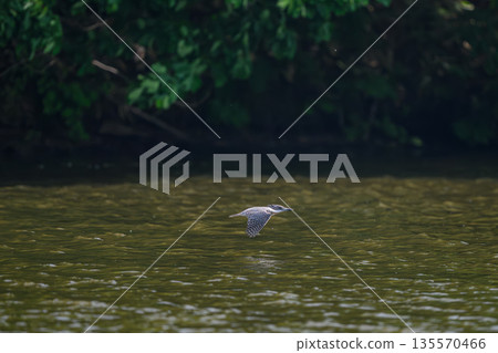 一隻翠鳥出現在水邊。 一隻翠鳥出現在水邊。 135570466