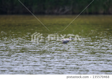 A kingfisher appears at the water's edge 135570468