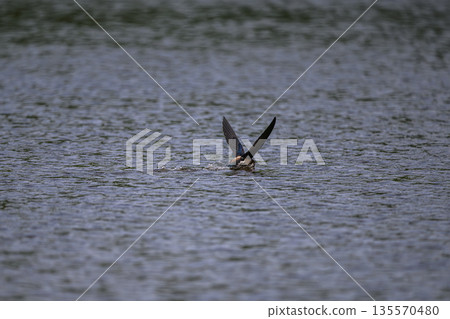 The fastest bird in horizontal flight is the blue-tailed swift The fastest bird in horizontal flight is the blue-tailed swift 135570480