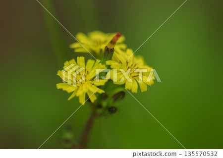 Yellow flowers of the wildflower Onitabirako blooming in the spring field Yellow flowers of the wildflower Onitabirako blooming in the spring field 135570532