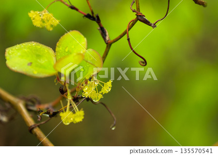 Spring forest: Rain-soaked flowers of Salvia smilax 135570541