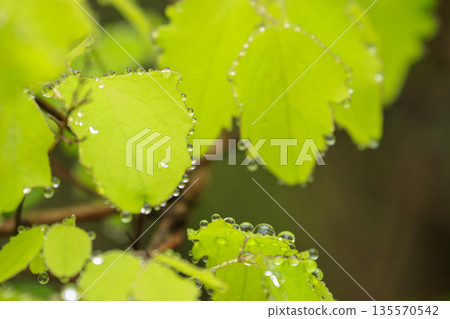 Spring forest scenery: Fresh green leaves wet with rain and water droplets 135570542