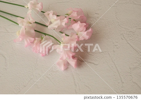 粉紅甜豌豆 135570676