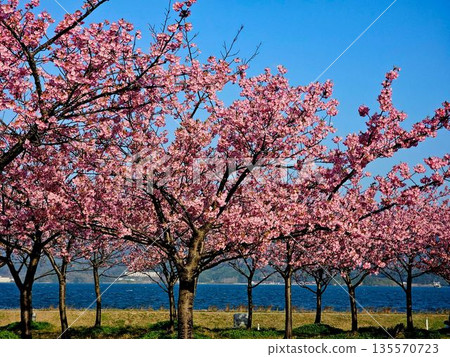 Kawazu櫻花在藍天 135570723