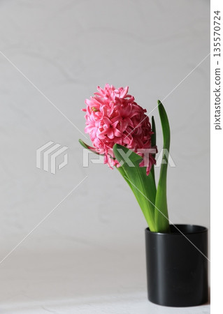 粉紅色的風信子 135570724