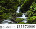 山澗溪流中，苔蘚覆蓋的岩石間，一道小瀑布傾瀉而下。 135570900