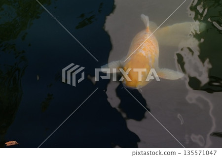 A golden Nishikigoi carp swimming on the calm water surface - a photo that conveys the charm of ornamental fish and the aesthetic sense rooted in Japanese culture A golden Nishikigoi carp swimming on the calm water surface - a photo that conveys the charm of ornamental fish and the aesthetic sense rooted in Japanese culture 135571047