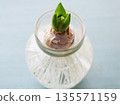 Hydroponic hyacinth sprouts 135571159
