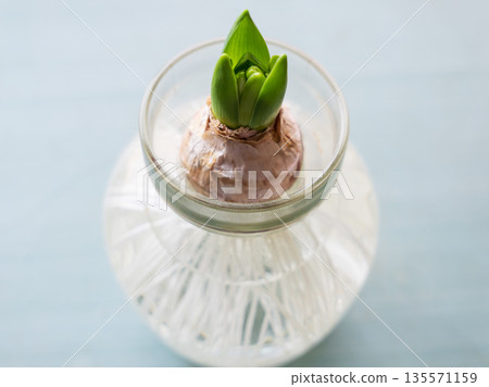Hydroponic hyacinth sprouts Hydroponic hyacinth sprouts 135571159