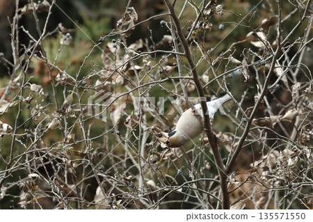 Wildlife - A Japanese Hawfinch is eating a rare fruit in a January woodland. Its legs seem to be very strong. 135571550