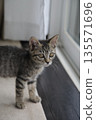 Kitten_2 months old 135571696