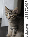 Kitten_2 months old 135571697