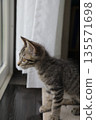 Kitten_2 months old 135571698