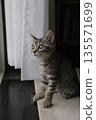 Kitten_2 months old 135571699