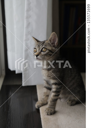 小貓_2個月大 小貓_2個月大 135571699