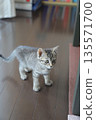 Kitten_2 months old 135571700
